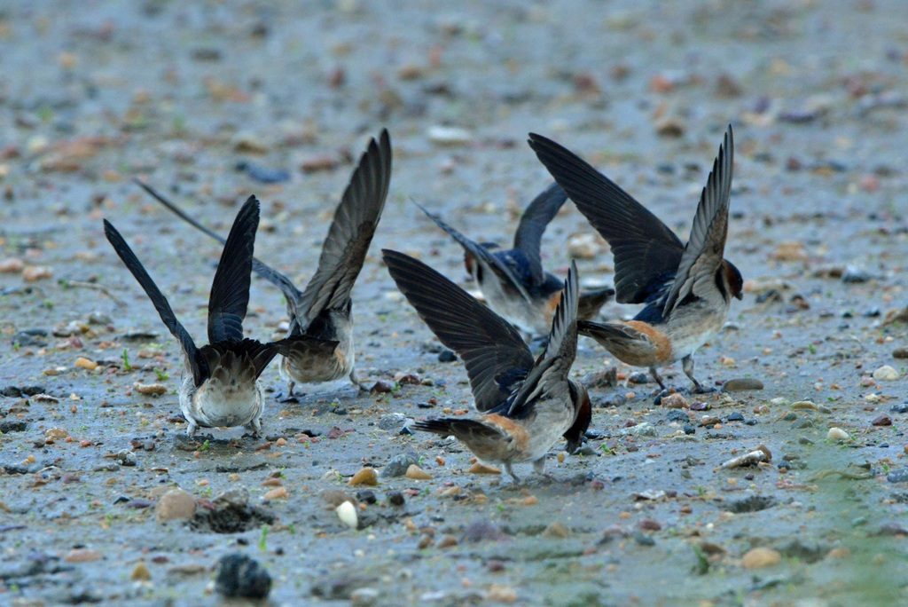 gathering swallows